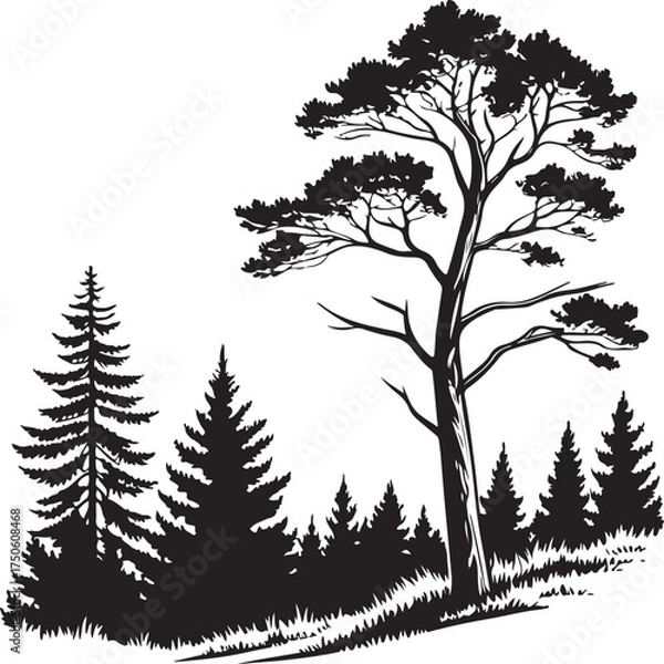 Obraz Pine Forest Silhouette Vector Illustration – Nature Landscape Design