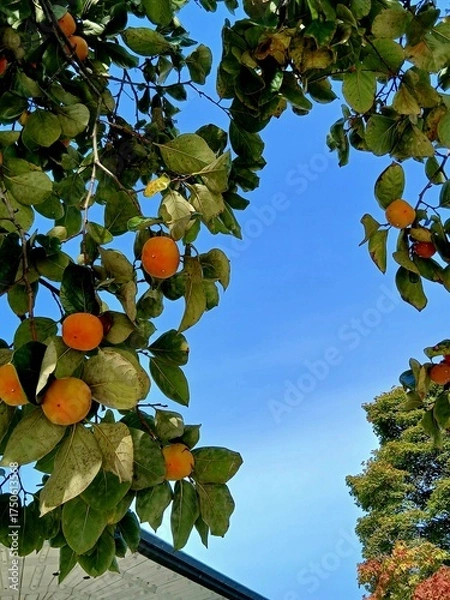 Fototapeta Autumn season persimmon trees and blue sky 