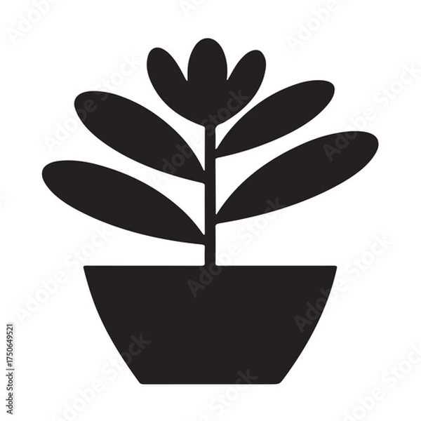 Obraz "Succulent Crassula Silhouette in Minimalist Simple Style"