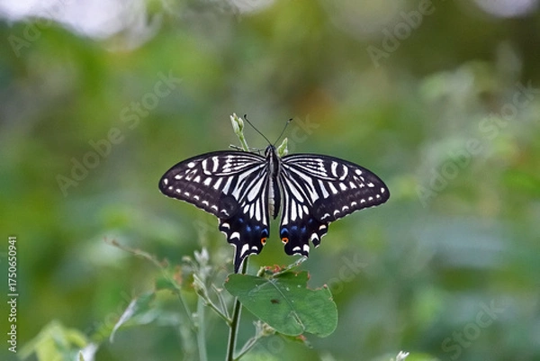 Fototapeta 右側の尾状突起がなくなった翅を広げて、とまっているナミアゲハ
