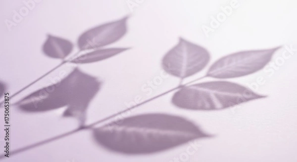 Obraz Soft Purple Leaf Shadows on Textured White Background, Delicate Botanical Overlay