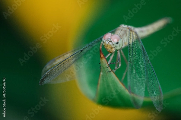 Fototapeta Extreme macro close-up of a dragonfly with pink eyes resting on a green leaf. Sharp detail against a vibrant yellow and green bokeh background.