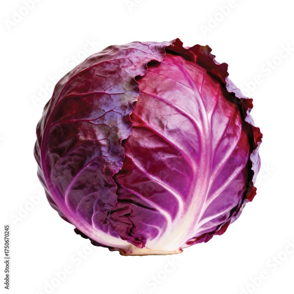 Obraz red cabbage on white background