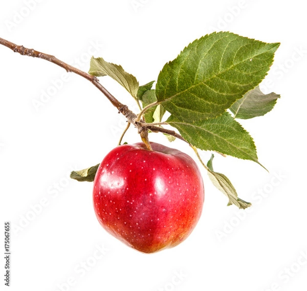 Obraz ripe apple on a branch with leaves. isolated on white background