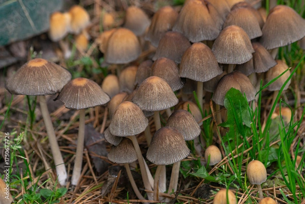 Obraz shiny cap mushrooms, (Coprinellus micaceus), emerging from the ground in autumn, close view