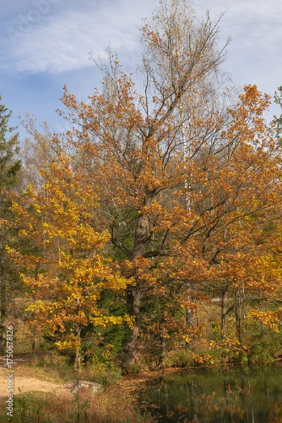 Obraz oak, (Quercus robur), with yellowing leaves in autumn, next to a river