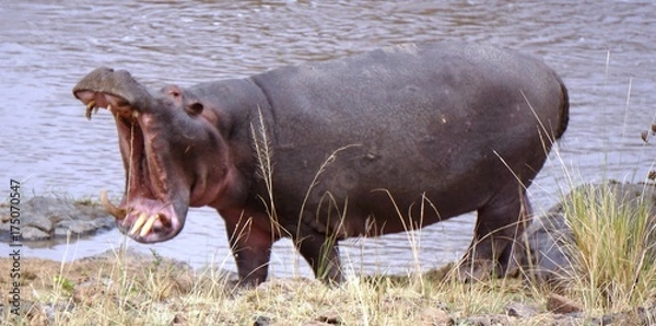 Obraz Hippo