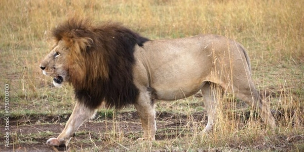 Obraz Stattlicher Löwe