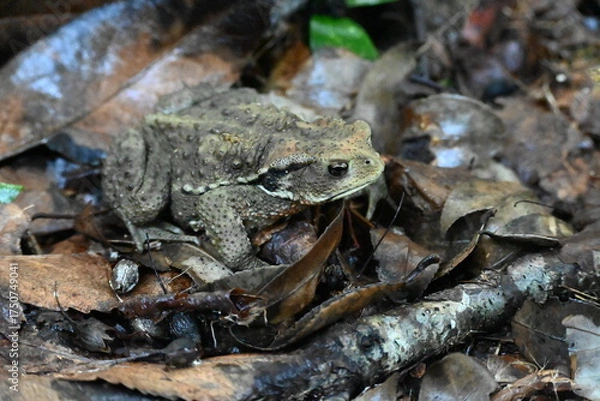 Obraz ヒキガエル