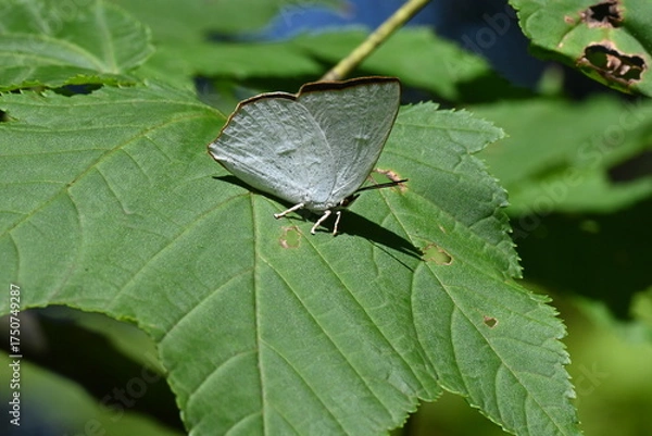 Obraz ウラギンシジミ