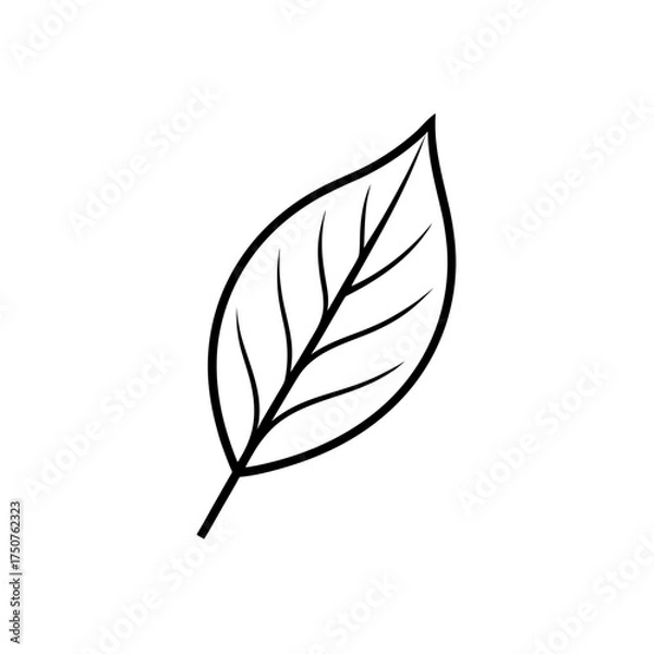 Fototapeta Simple outline drawing of leaf on transparent background