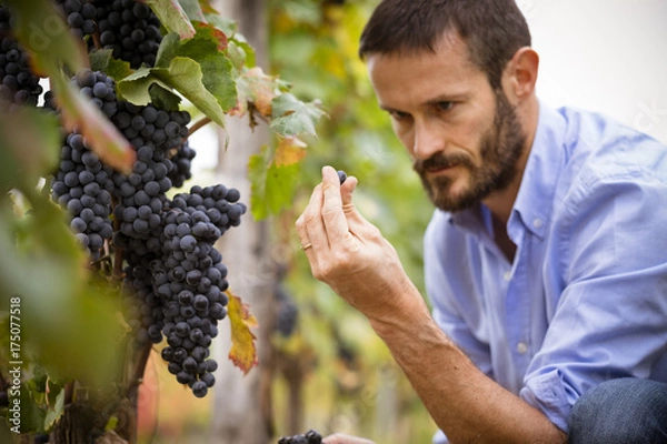 Obraz Man in the vineyards picking vine grapes