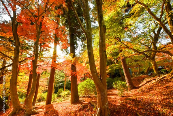 Obraz 秋の日本、歴史を感じる都、京都の紅葉は美しい