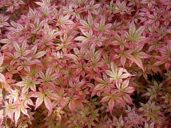 Obraz Feuilles d'érable du Japon