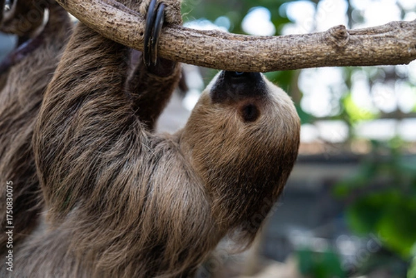 Fototapeta なまけもの