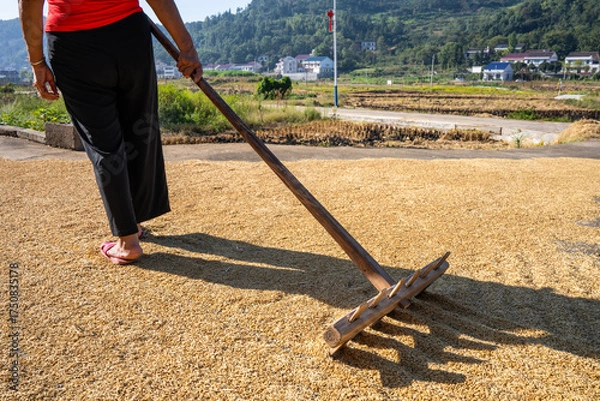 Fototapeta Farmers turning over the grain in the threshing ground in autumn