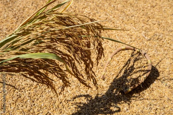 Fototapeta Rice grains and rice ears exposed to the sun in autumn