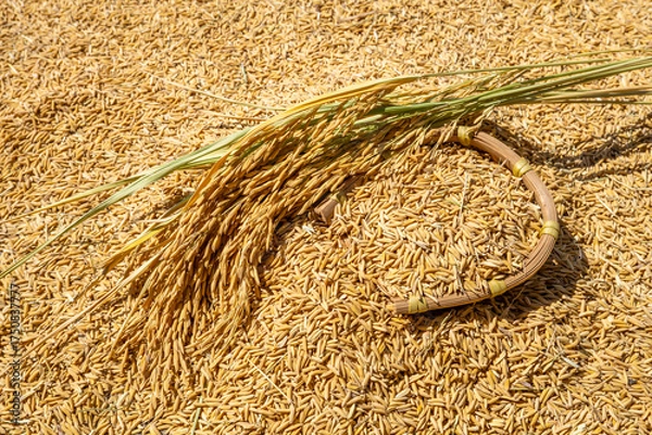 Obraz Rice grains and rice ears exposed to the sun in autumn