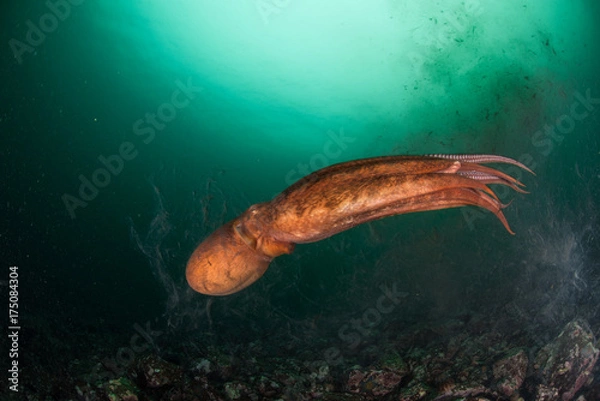 Fototapeta оctopus in the deep ocean
