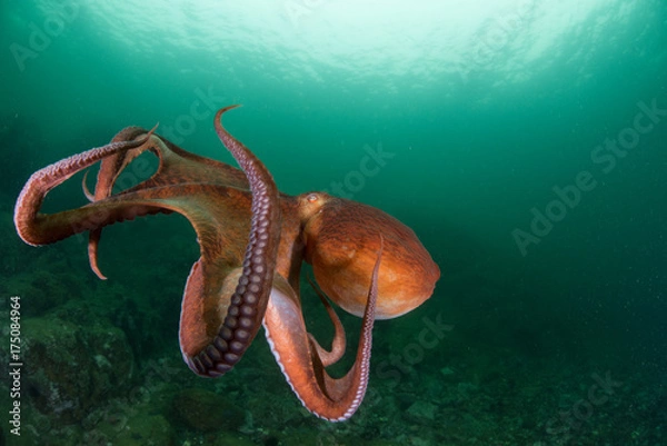 Fototapeta оctopus w głębokim oceanie