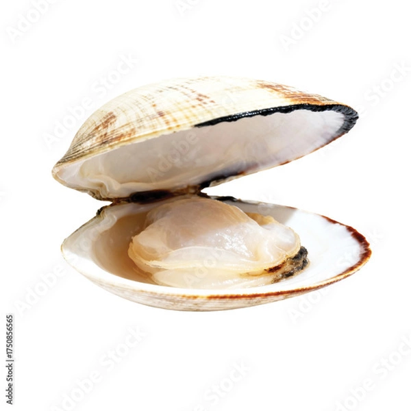 Obraz fresh oysters on a transparent background 