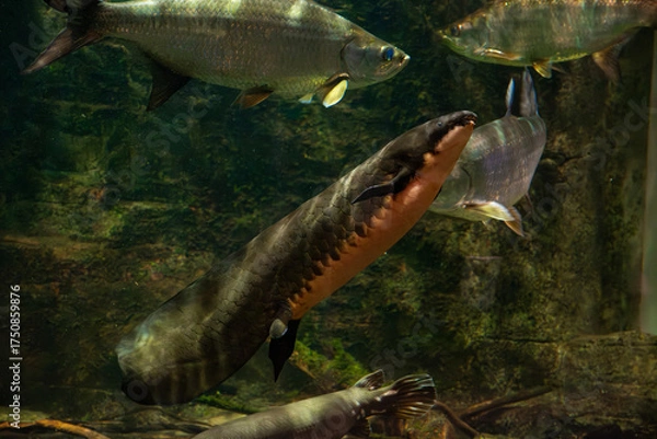 Obraz 거대한 호주 폐어