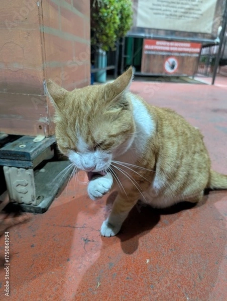 Obraz cat on the street