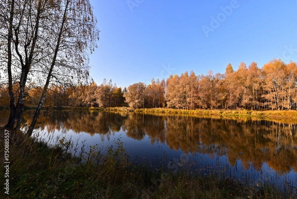 Obraz The forest around the forest lake is very beautiful in golden autumn.