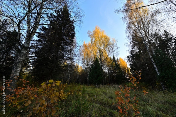 Obraz The forest is unusually beautiful during the golden autumn.