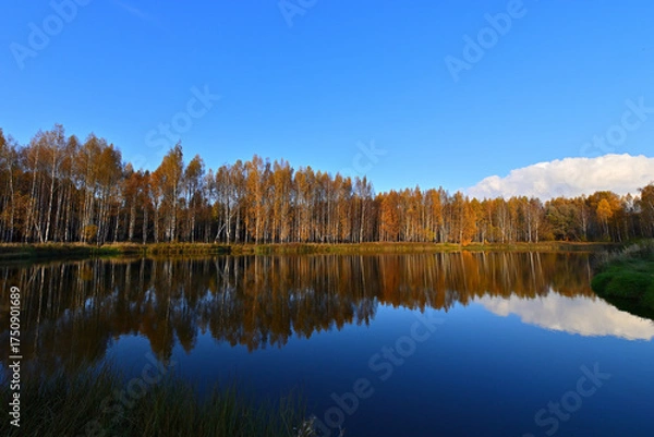 Obraz The forest around the forest lake is very beautiful in golden autumn.
