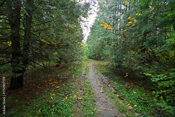 Fototapeta The forest is unusually beautiful during the golden autumn.