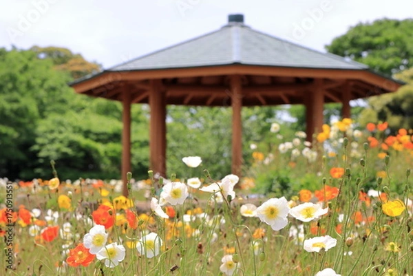 Fototapeta 公園のポピー畑