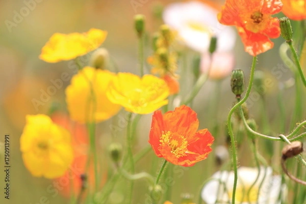Fototapeta 満開のポピー