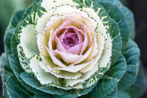 Obraz Ornamental cabbage with pink and cream leaves close up in natural light