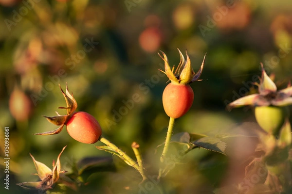 Obraz 
Rose hips on branch with blurred background in golden sunlight nature closeup