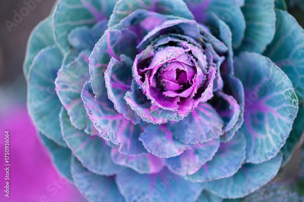 Obraz Ornamental cabbage with purple and turquoise leaves close up macro photography