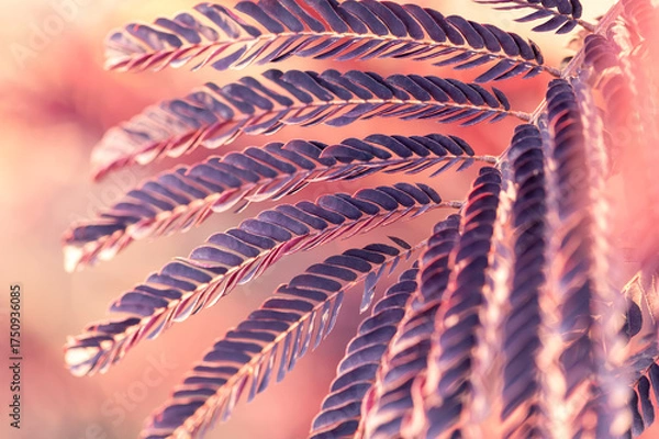 Obraz Fern leaves with creative pink and purple color tone abstract nature background