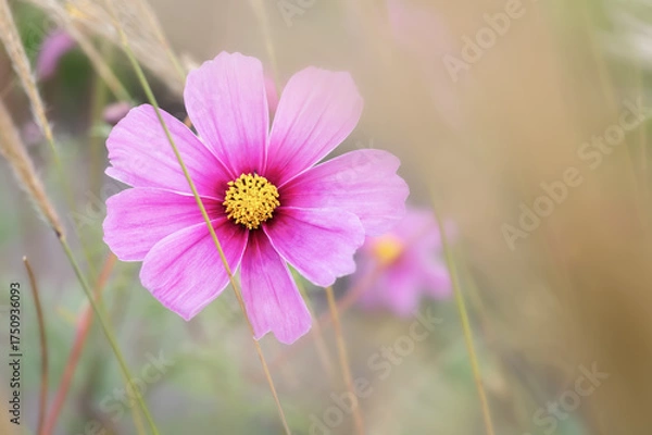 Obraz Pink cosmos flower with yellow center soft focus background horizontal nature