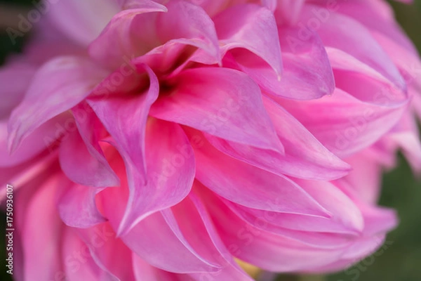 Obraz Pink dahlia flower close up macro showing delicate layered petals horizontal