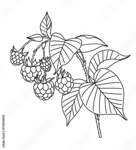 Obraz Black and White Outline Drawing  Raspberry Branch