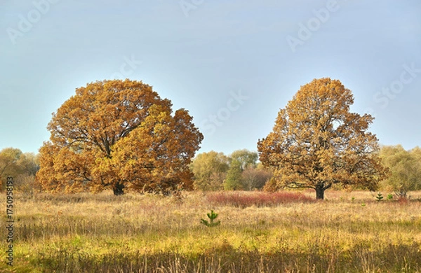 Fototapeta The landscape. Beautiful autumn nature. Trees in autumn.