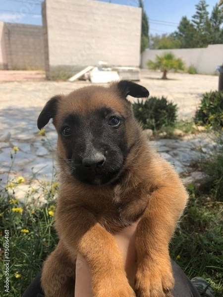 Fototapeta dog on a farm