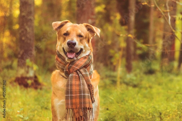 Fototapeta Dog in a knitted scarf sits in an autumn forest
