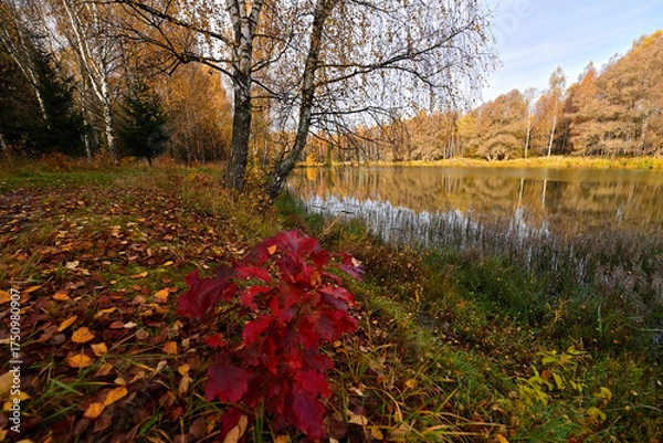 Obraz The forest around the forest lake is very beautiful in golden autumn.