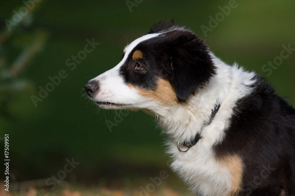 Obraz Australian Shepard Welpe