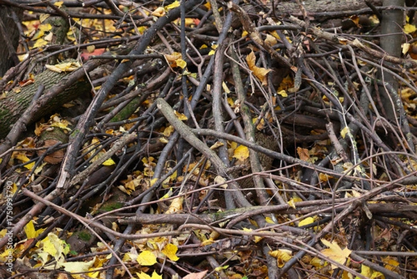 Fototapeta A Tangled Pile Of Dry Tree Branches (Brushwood) And Yellow Fallen Leaves Forming A Natural Shelter In The Autumn Forest. Abstract Background.