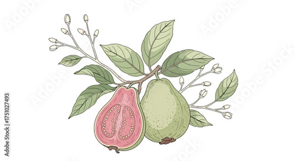 Fototapeta Botanical illustration featuring guava fruits and foliage in delicate artistic detail creating a
