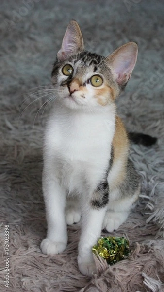 Obraz cat on the beach