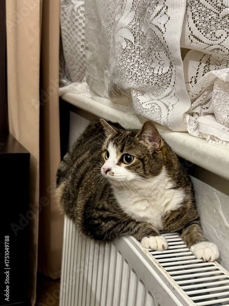 Fototapeta a domestic cat warms itself on a radiator
