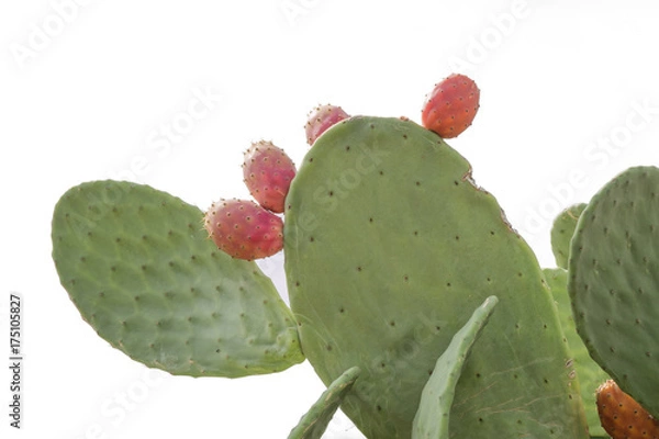 Fototapeta Prickly pear cactus close up with fruit